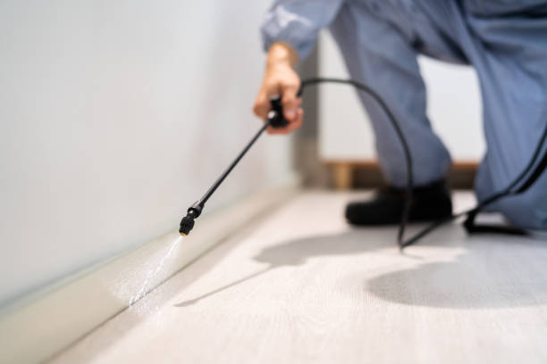 Licensed Wasp Removal service in Seabrook Island, SC - Show Me Pest Control